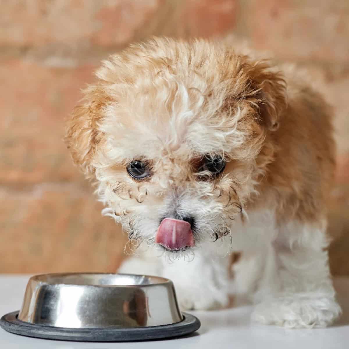 Curly-haired puppy licking its nose while standing next to a stainless-steel dog food bowl.