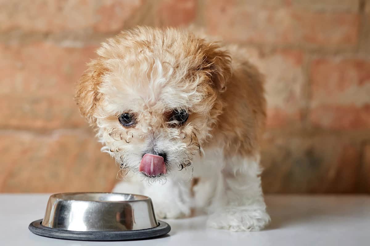 Curly-haired puppy licking its nose while standing next to a dog food bowl.