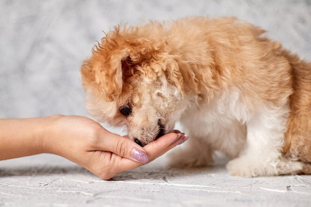 Small fluffy puppy eating a treat from a person’s hand.