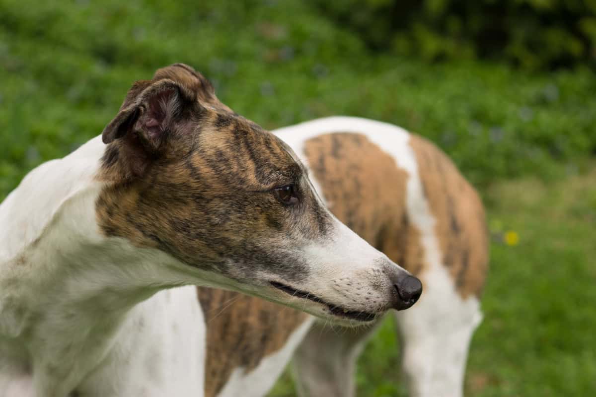 Short-haired brindle and white sighthound with a long, narrow nose standing outdoors on grass.