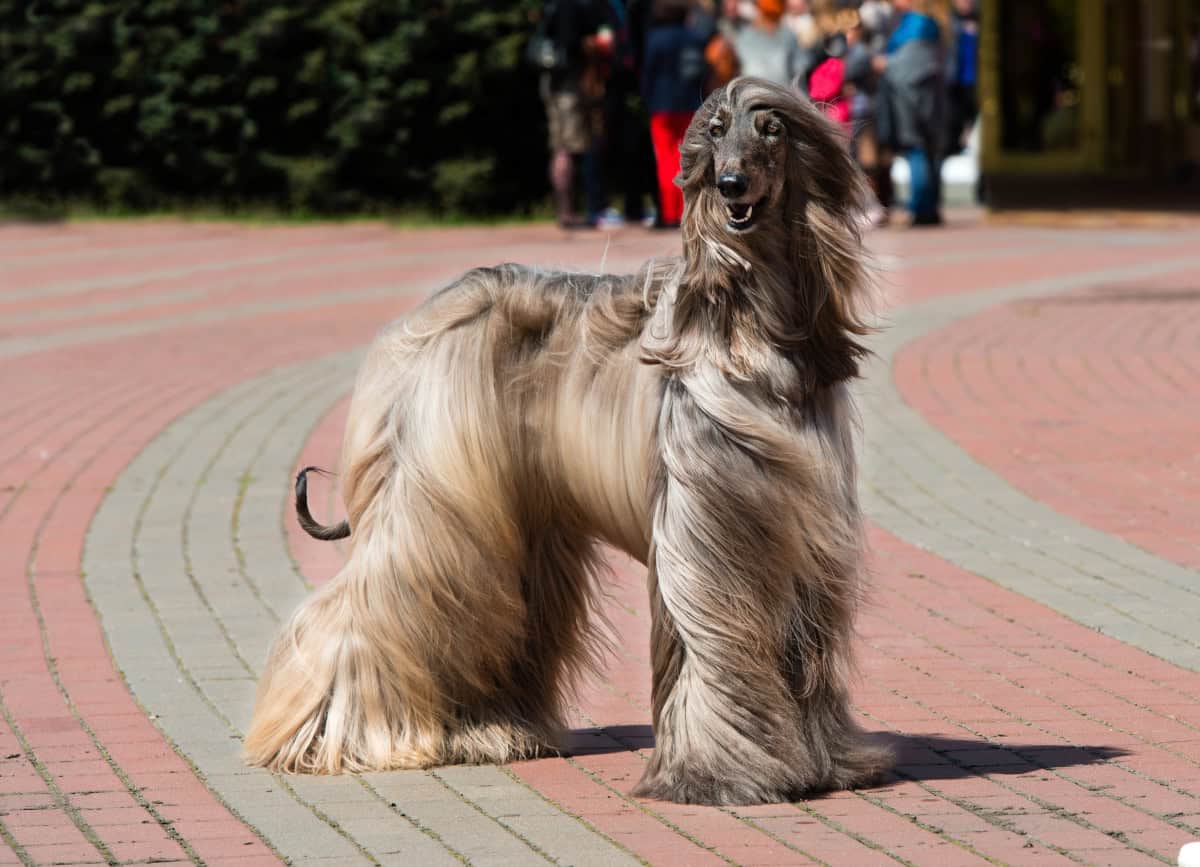 Long-haired sighthound dog with a narrow face and flowing coat standing on a brick walkway.