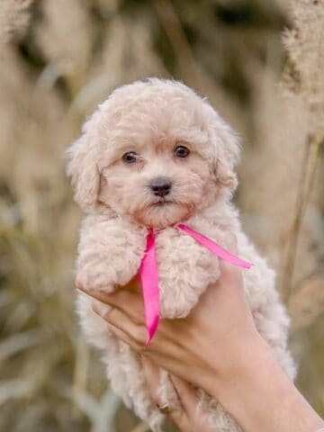 A small cream-colored Maltipoo puppy wearing a pink ribbon is gently held outdoors amid tall grass.