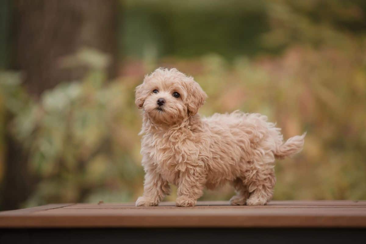 A fluffy tan Maltipoo puppy stands alert on a wooden surface outdoors with a soft, blurred background.