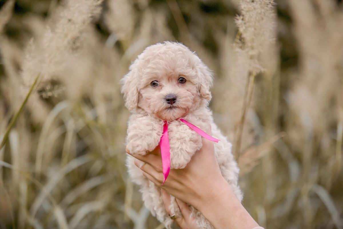 A small cream-colored Maltipoo puppy with a pink ribbon is gently held outdoors among tall grass.