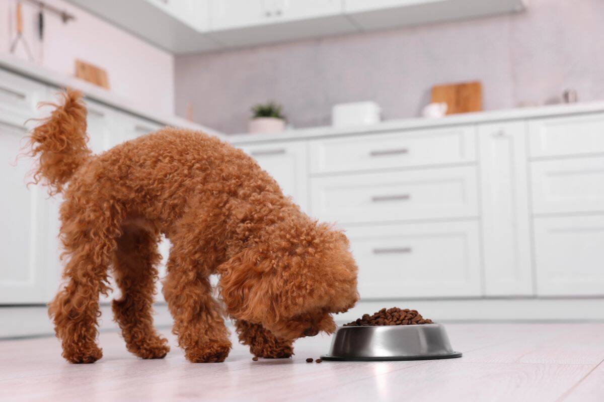 Small curly-haired dog eating kibble from a bowl in a modern kitchen.