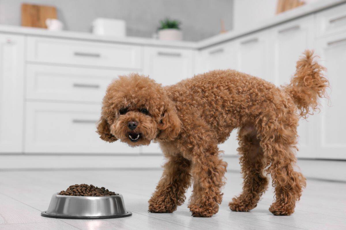 A small curly-haired Maltipoo standing in a kitchen beside a metal bowl filled with dry dog food.