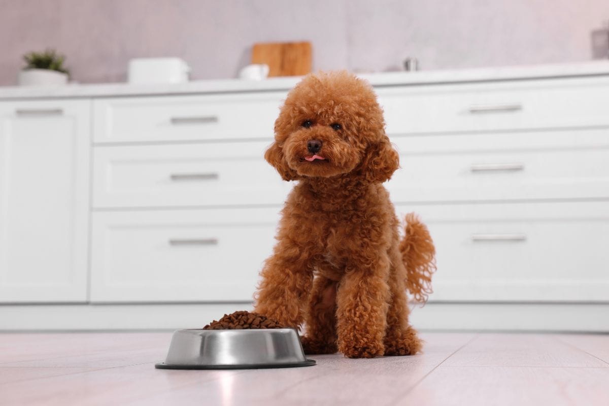 A small curly-haired Maltipoo sitting in a kitchen in front of a metal bowl filled with dry dog food.
