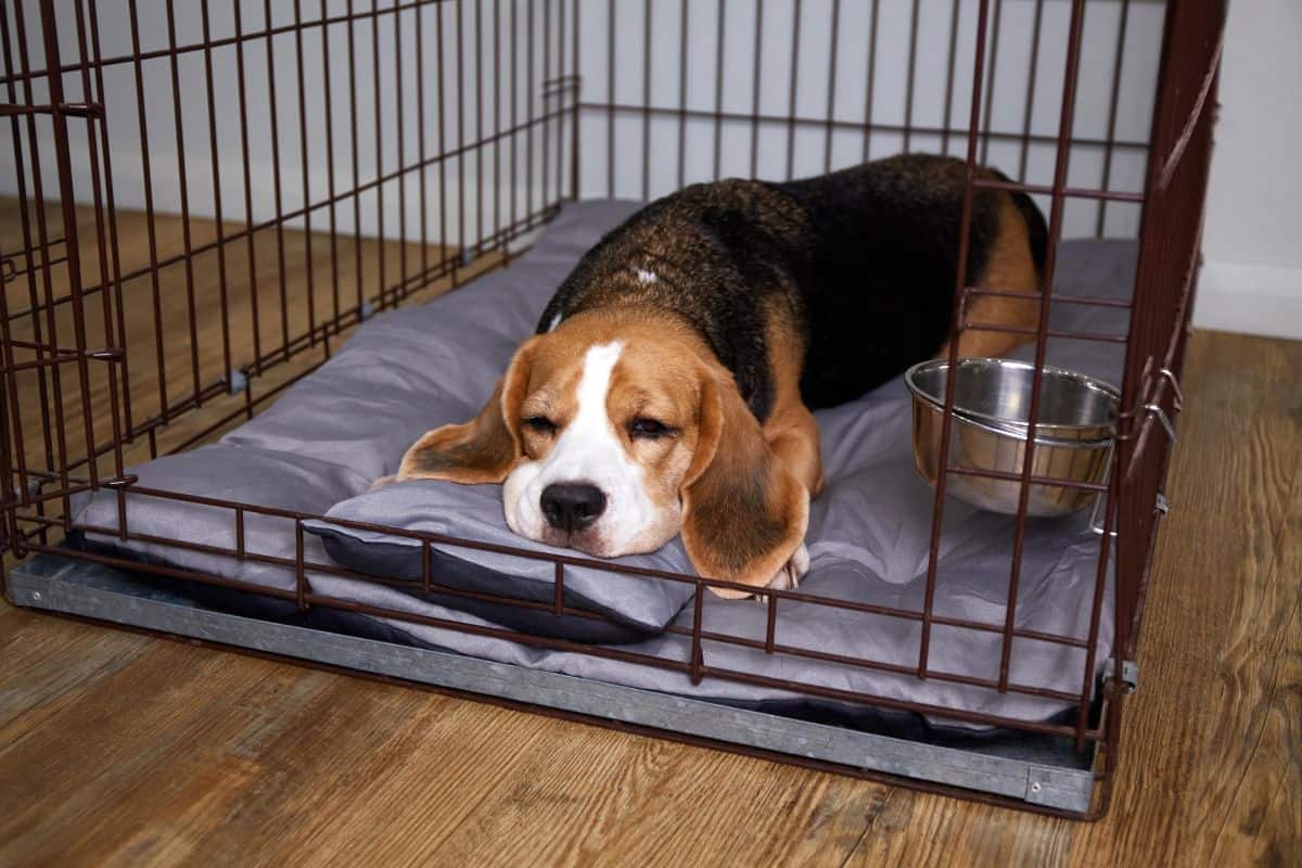 A puppy lies calmly on a cushion inside a crate with a water bowl.