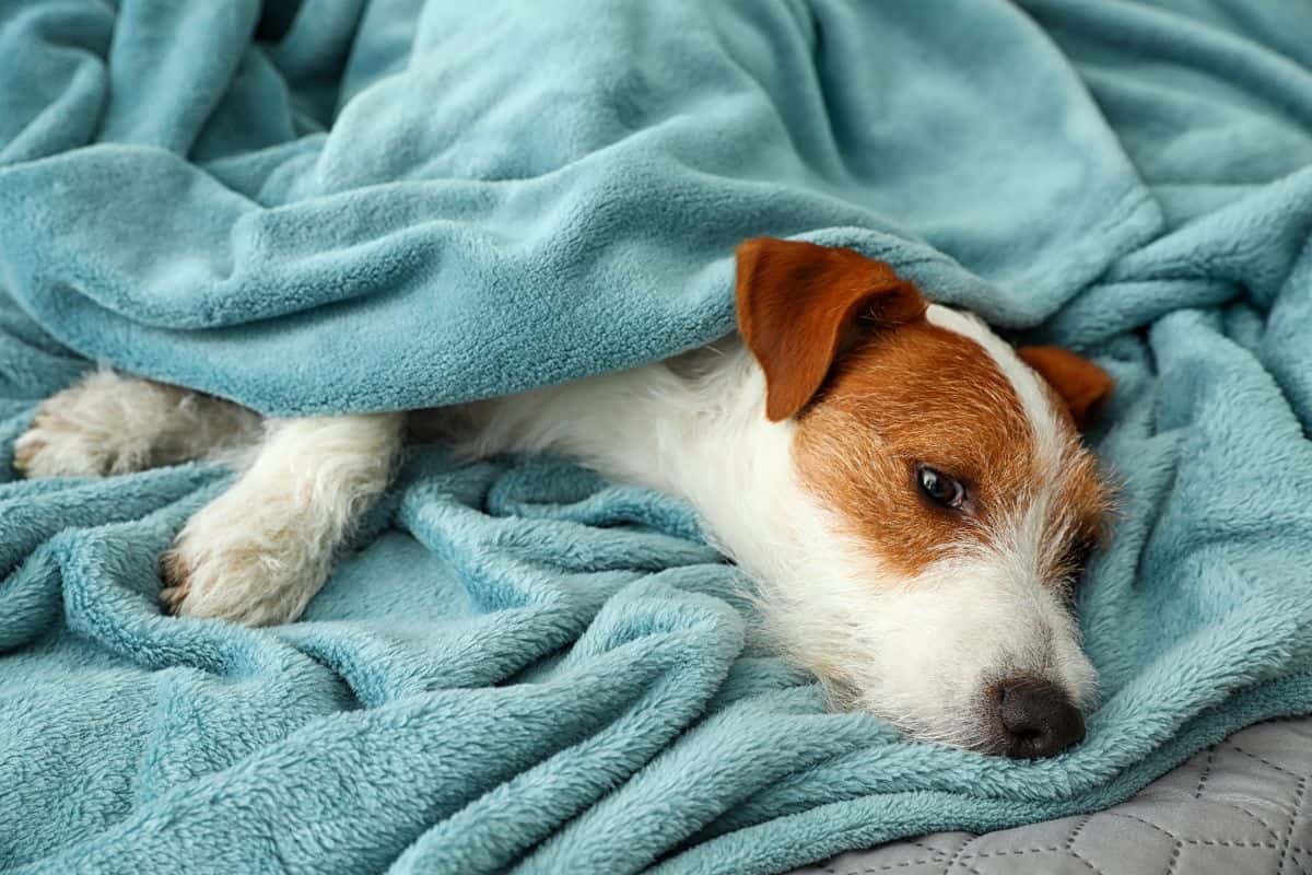 A puppy rests under a soft blanket, settling down to sleep for the night.