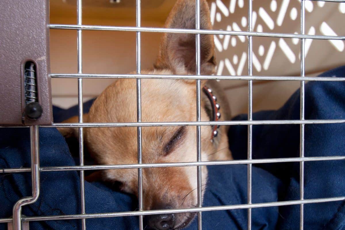 A small puppy sleeps peacefully on a blanket inside a wire crate.
