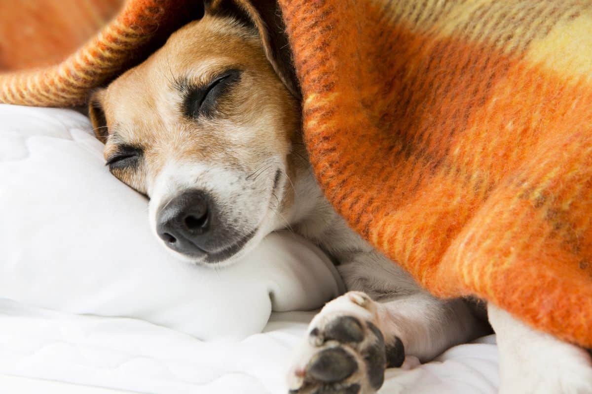 A puppy sleeps peacefully under an orange blanket with its head resting on a pillow.