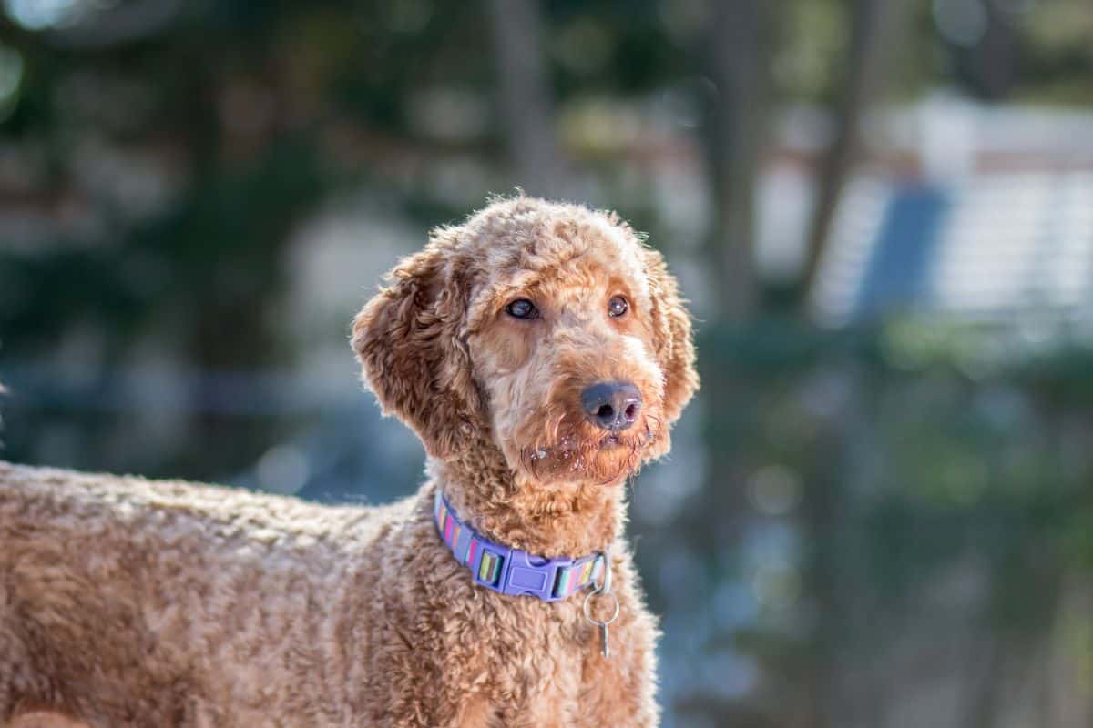 Curly-coated golden-brown doodle dog wearing a colorful collar outdoors with a softly blurred background.
