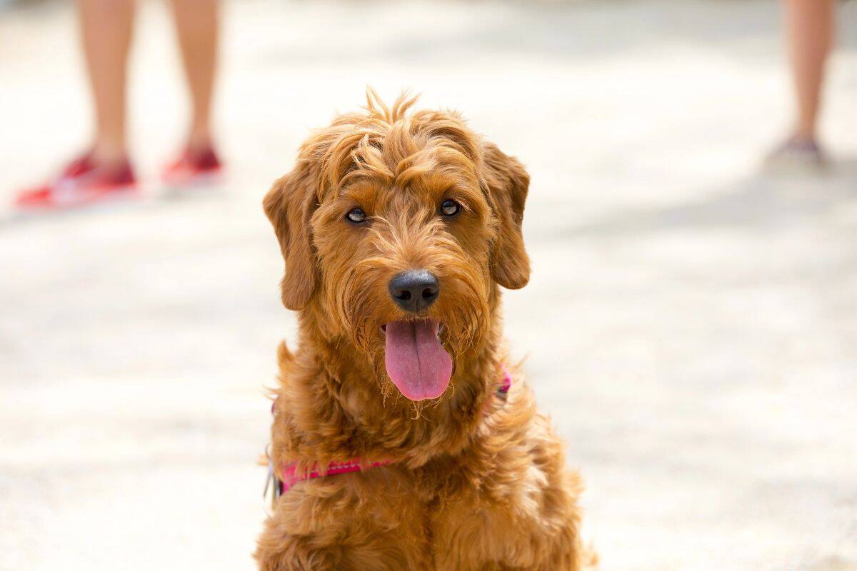 Shaggy golden doodle dog sitting with its tongue out on a paved area with blurred people in the background.