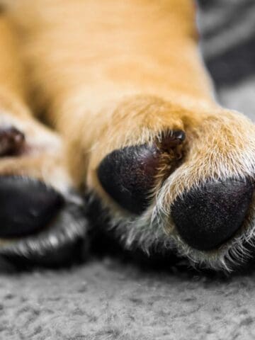 Close-up of a dog’s paws resting on a soft surface, showing the natural length of the nails.