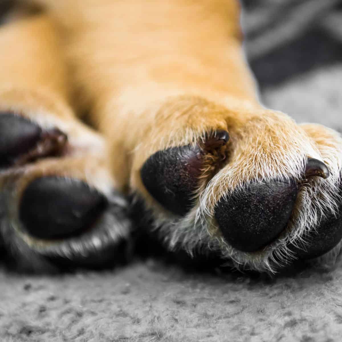 Close-up of a dog’s paws resting on a soft surface, showing the natural length of the nails.