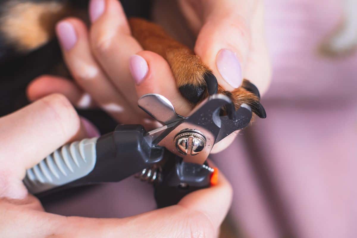 A person carefully trims a dog’s nails using a pet nail clipper.