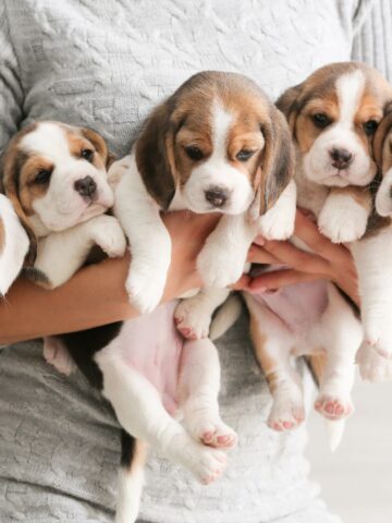 A person holds five young puppies close together in their arms.