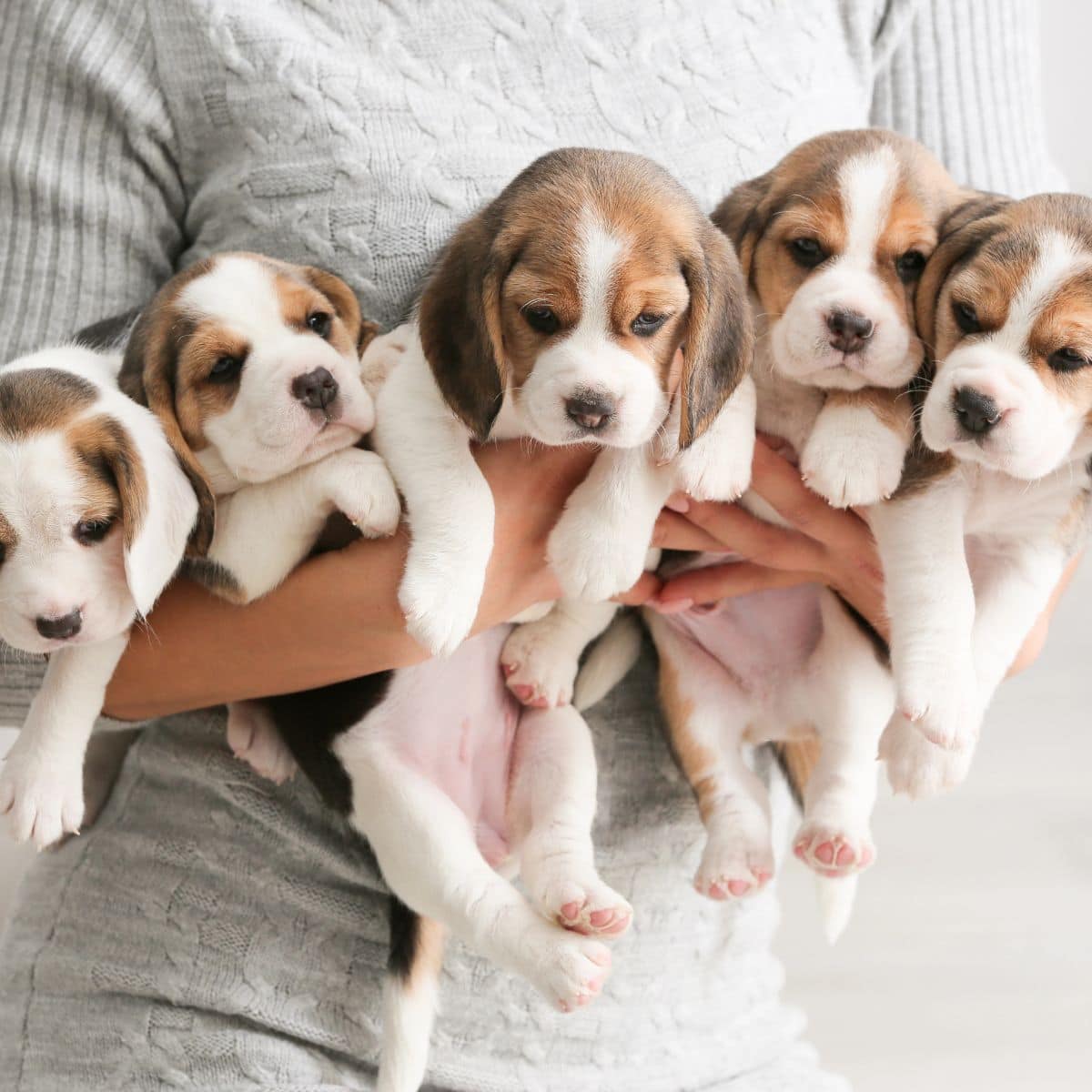A person holds five young puppies close together in their arms.