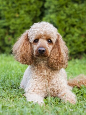A medium-sized poodle with a curly coat rests on green grass while gazing straight at the camera.