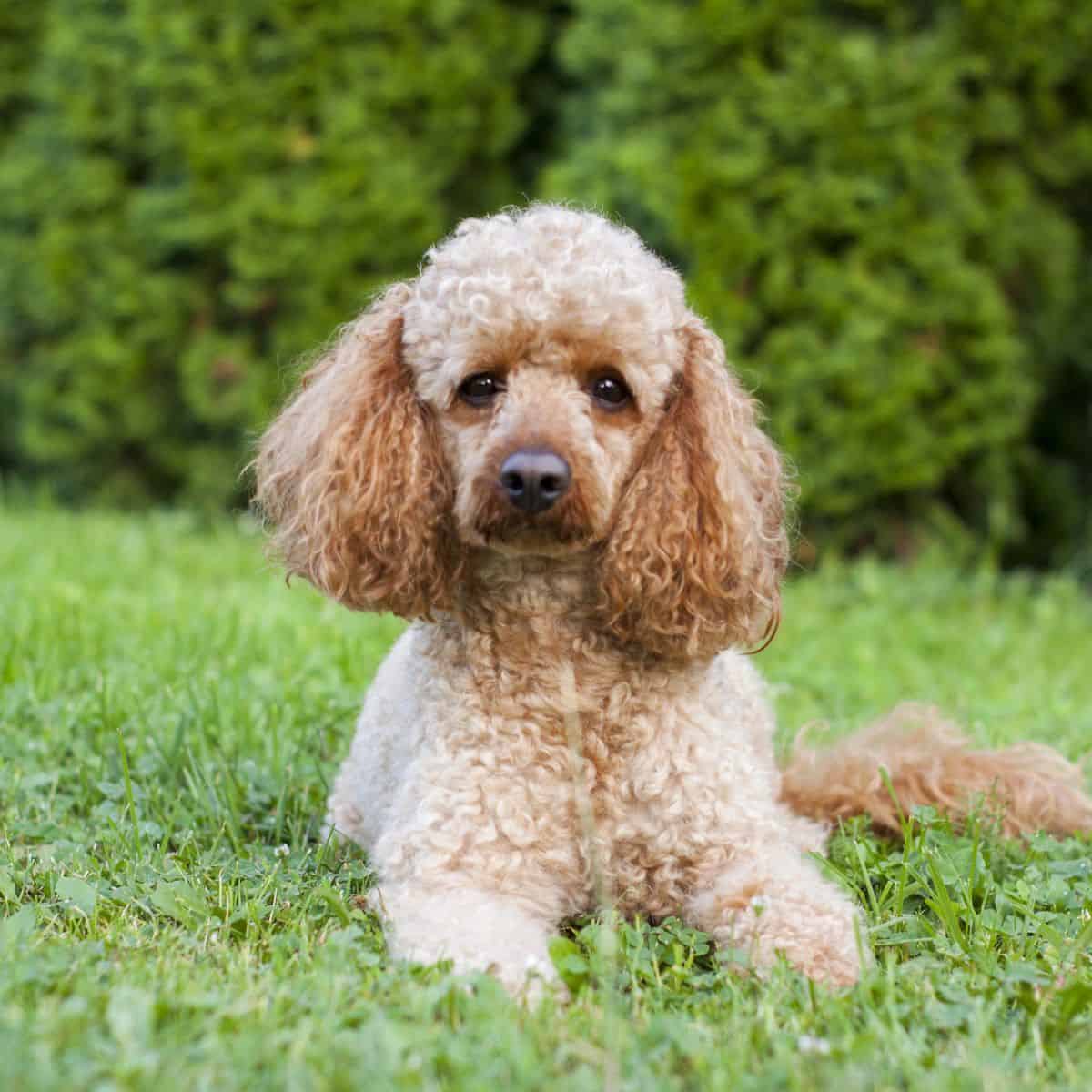 A medium-sized poodle with a curly coat rests on green grass while gazing straight at the camera.