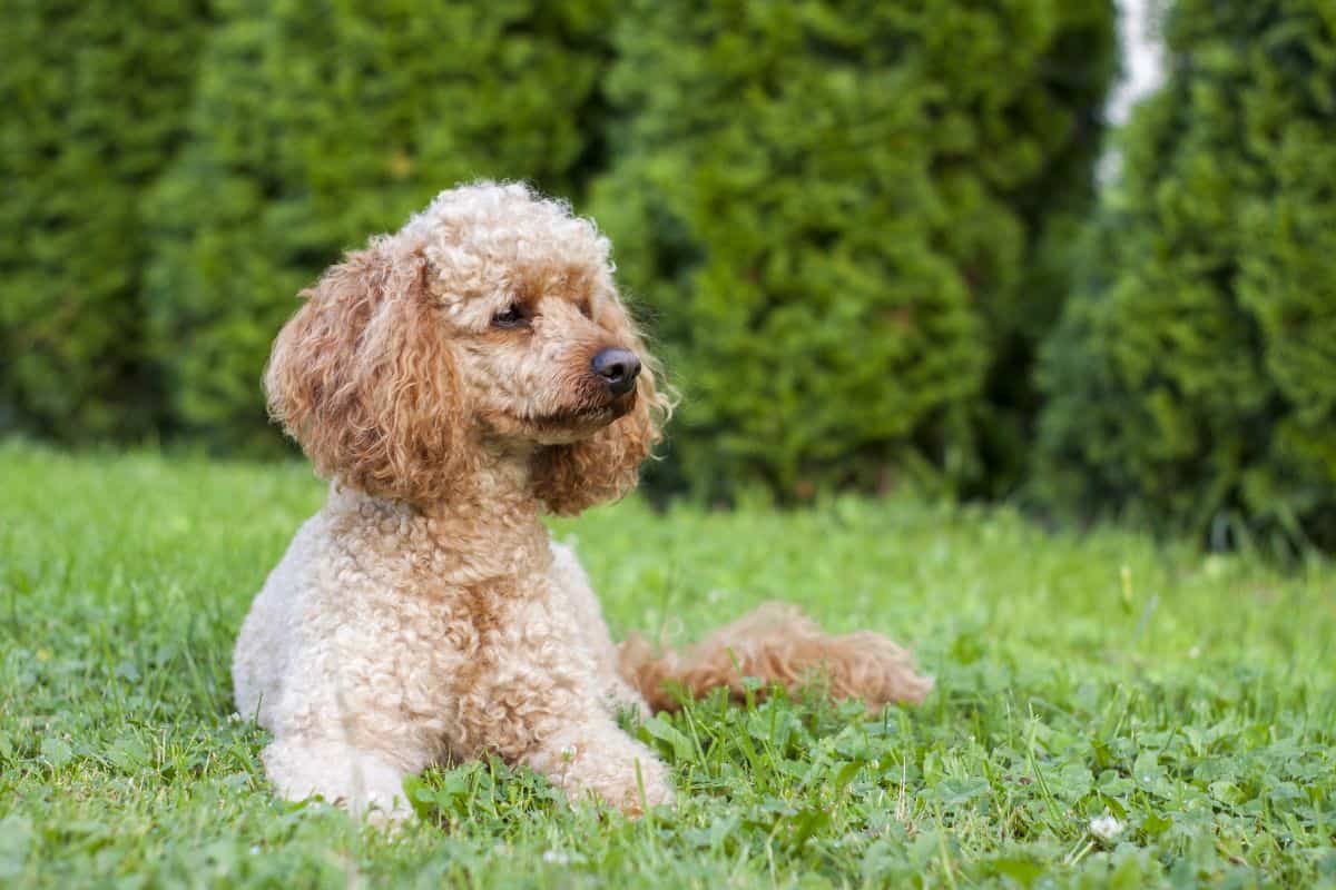 A curly-coated moyen poodle lies on green grass, looking calmly to the side outdoors.