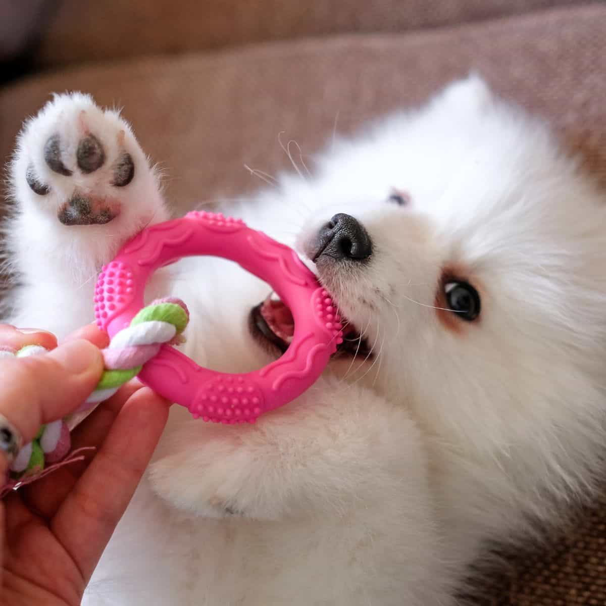 A white puppy relaxes on a couch while playfully gnawing on a pink chew toy held by a person.
