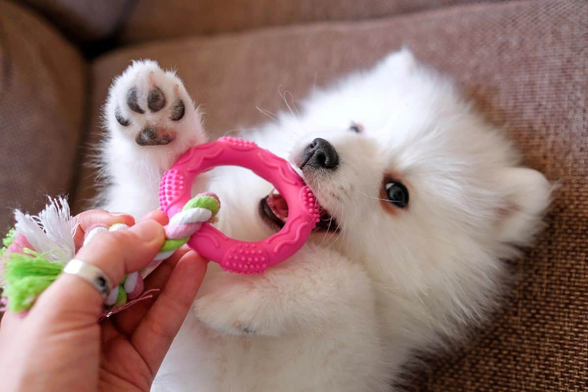 A white puppy lies on a couch playfully biting a pink chew toy held by a person’s hand.
