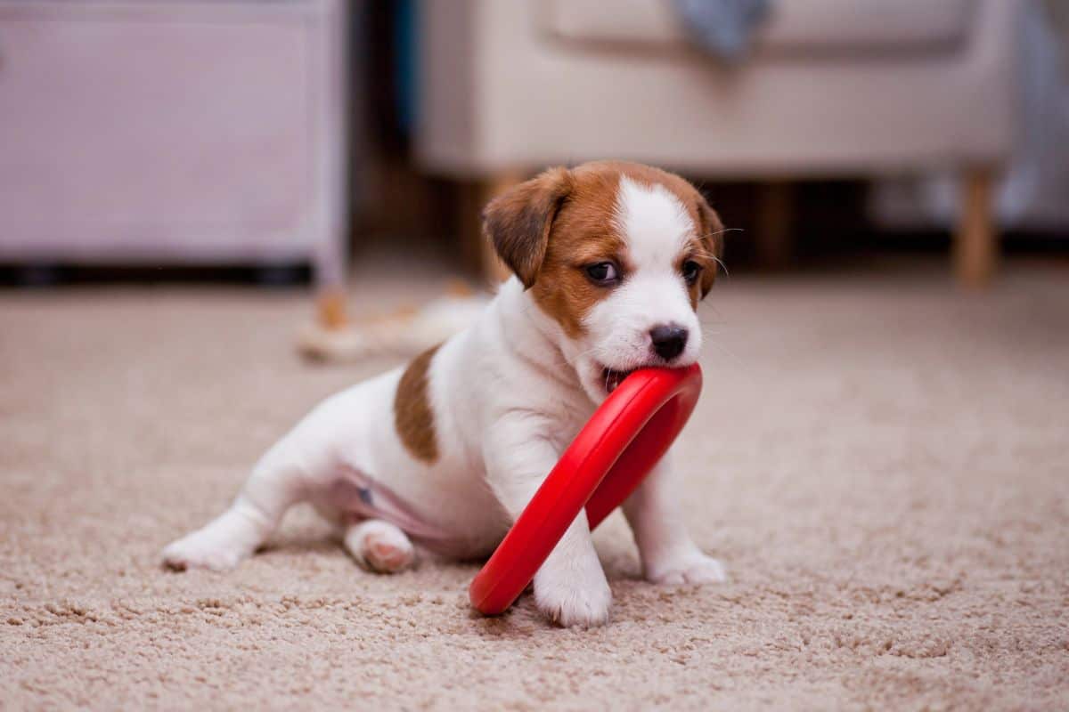 A small puppy sits on a carpet chewing on a red toy indoors.