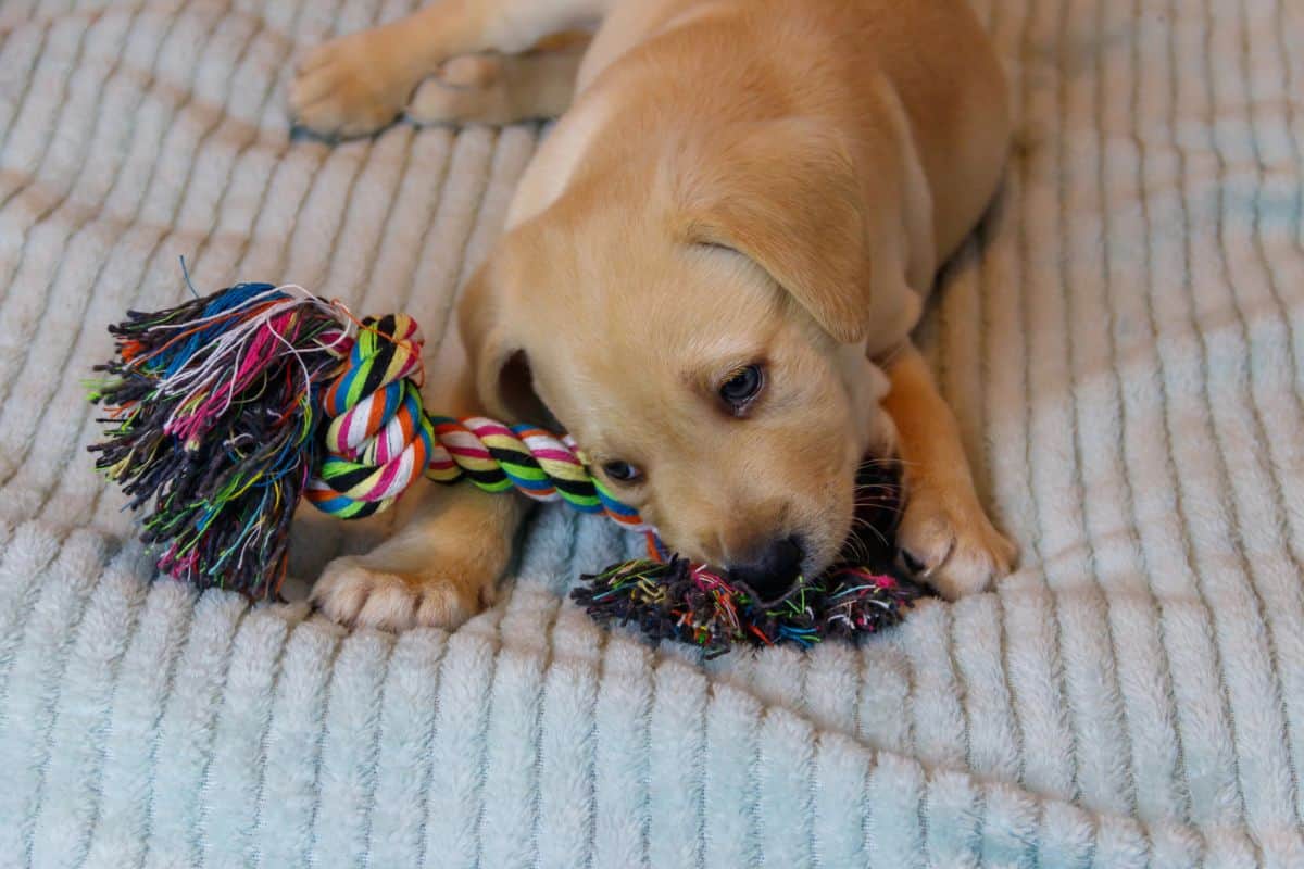 A young puppy chewing a colorful rope toy on a soft blanket.