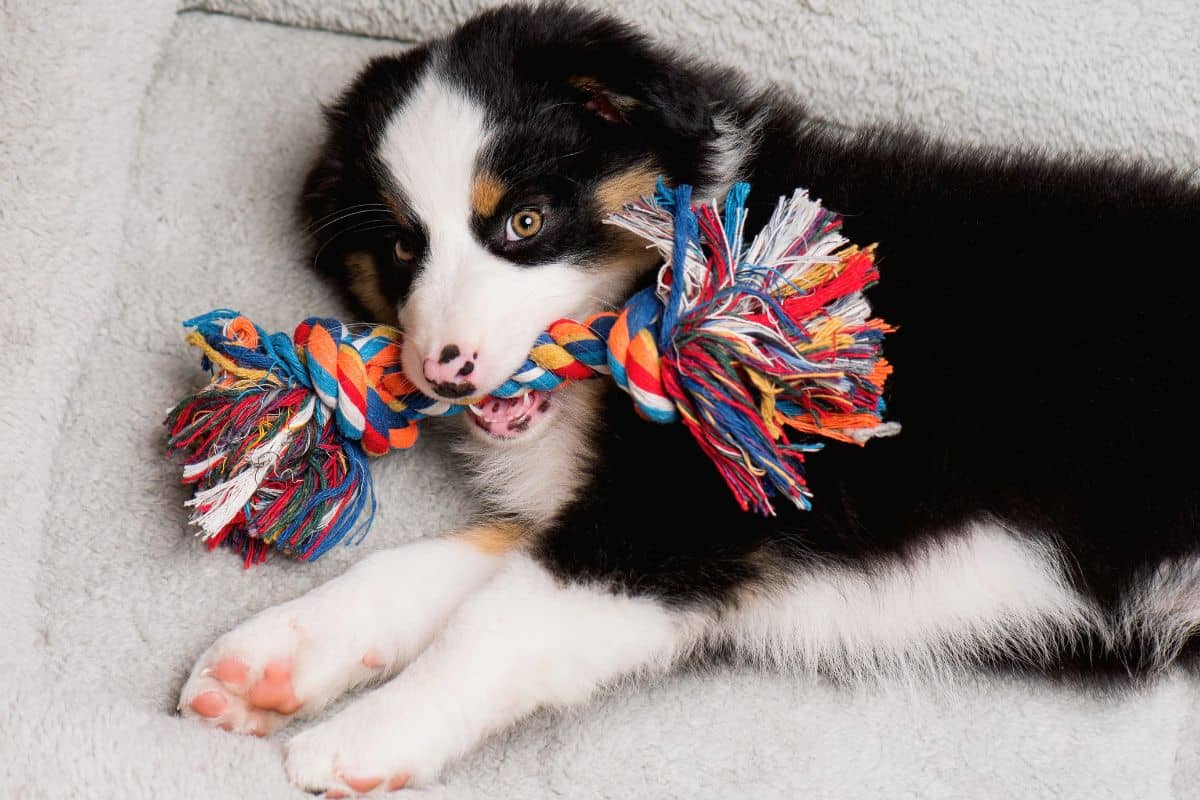 A playful puppy chewing on a colorful rope toy while lying on a soft blanket.