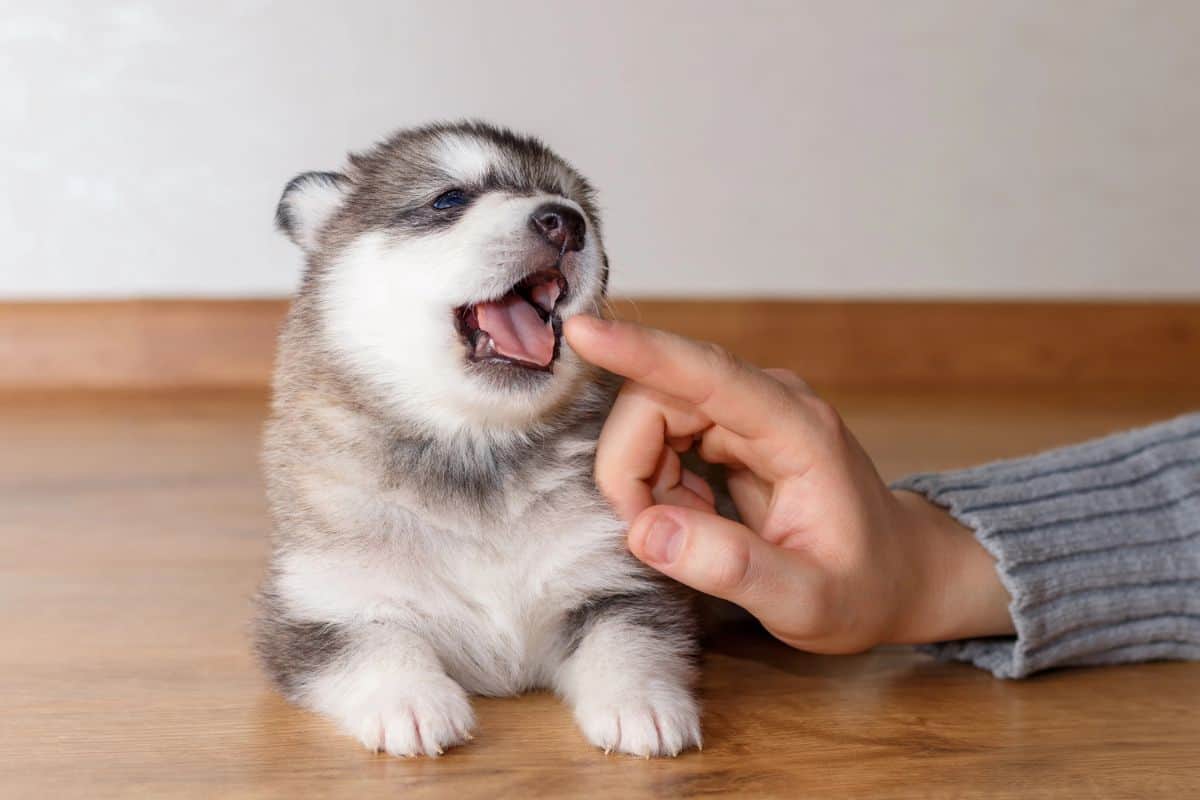 A fluffy puppy gently biting a person’s finger during early play-biting behavior.