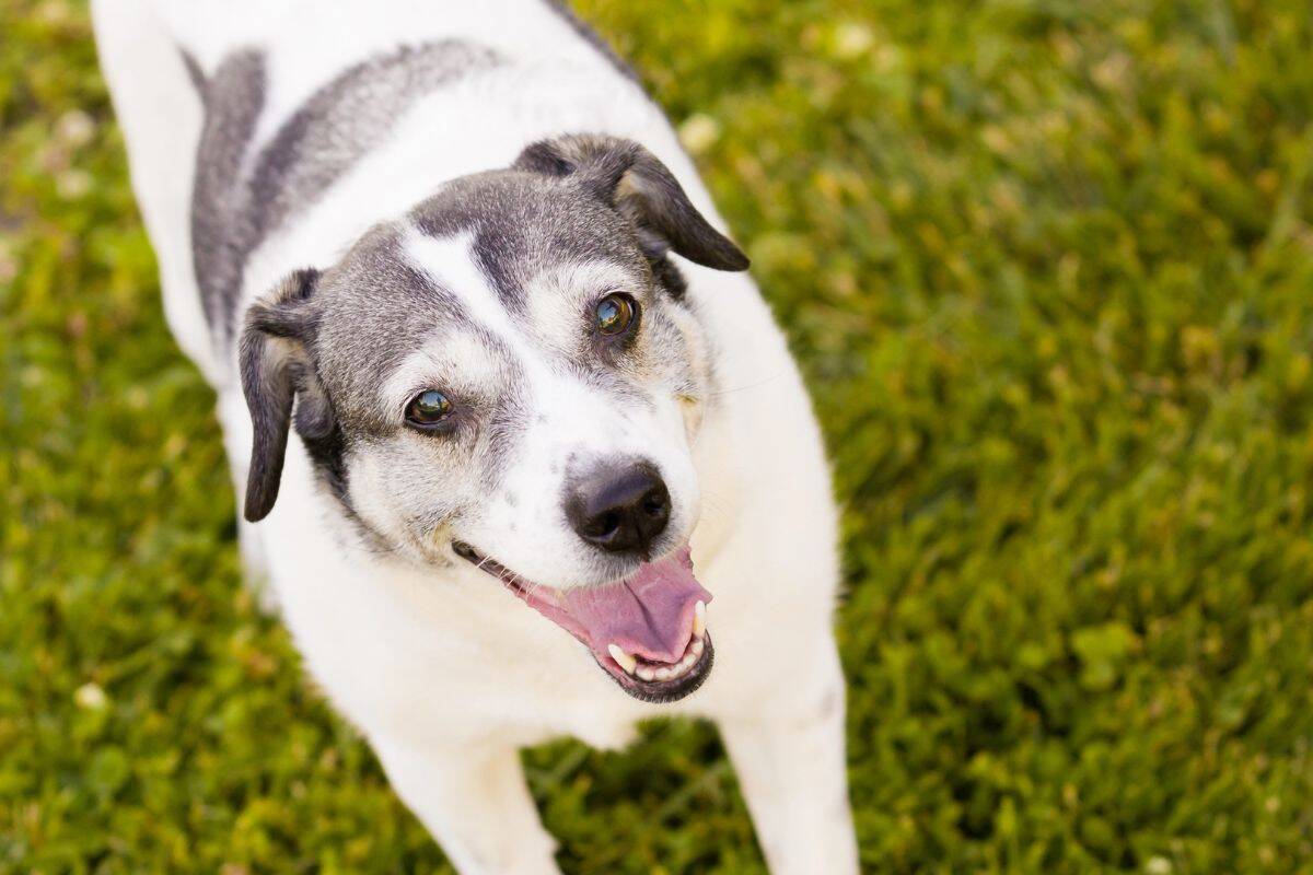 A white and gray dog looks up with an open mouth while standing on green grass.