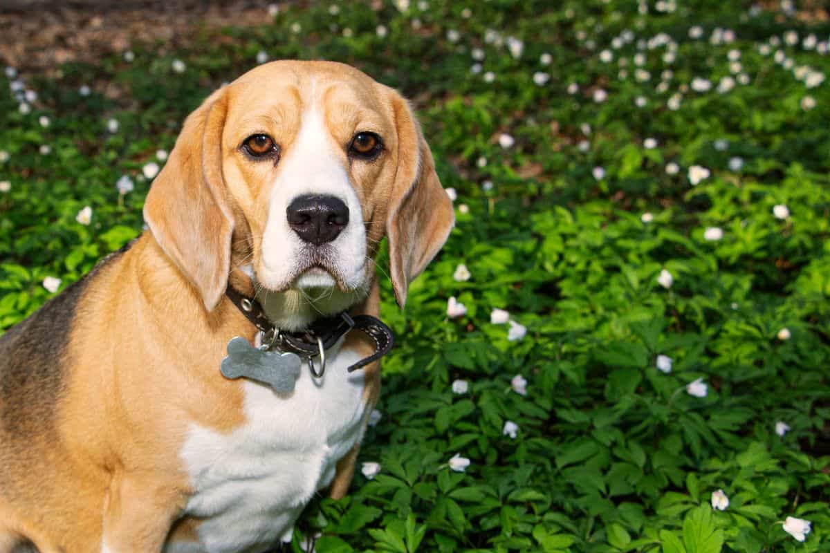 A beagle sits outdoors among green plants and small white flowers.