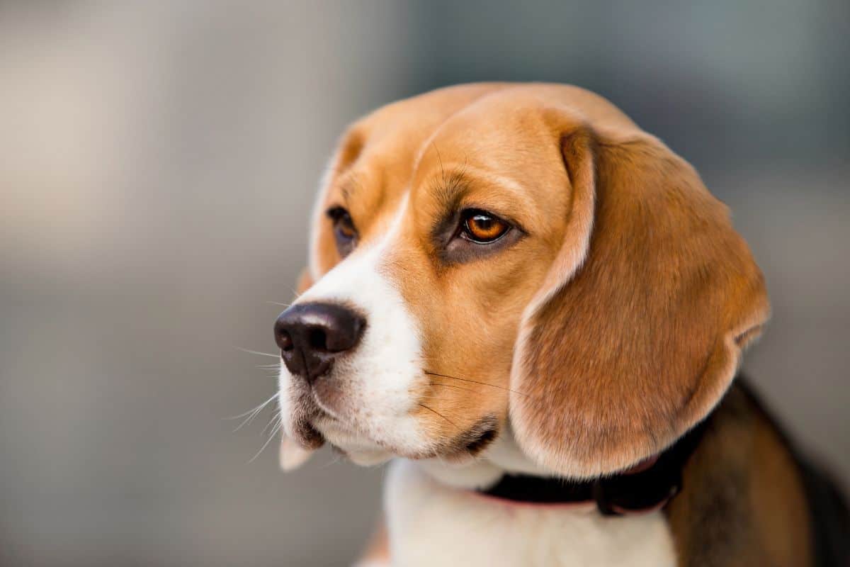 Close-up side profile of a brown and white dog with floppy ears looking ahead.