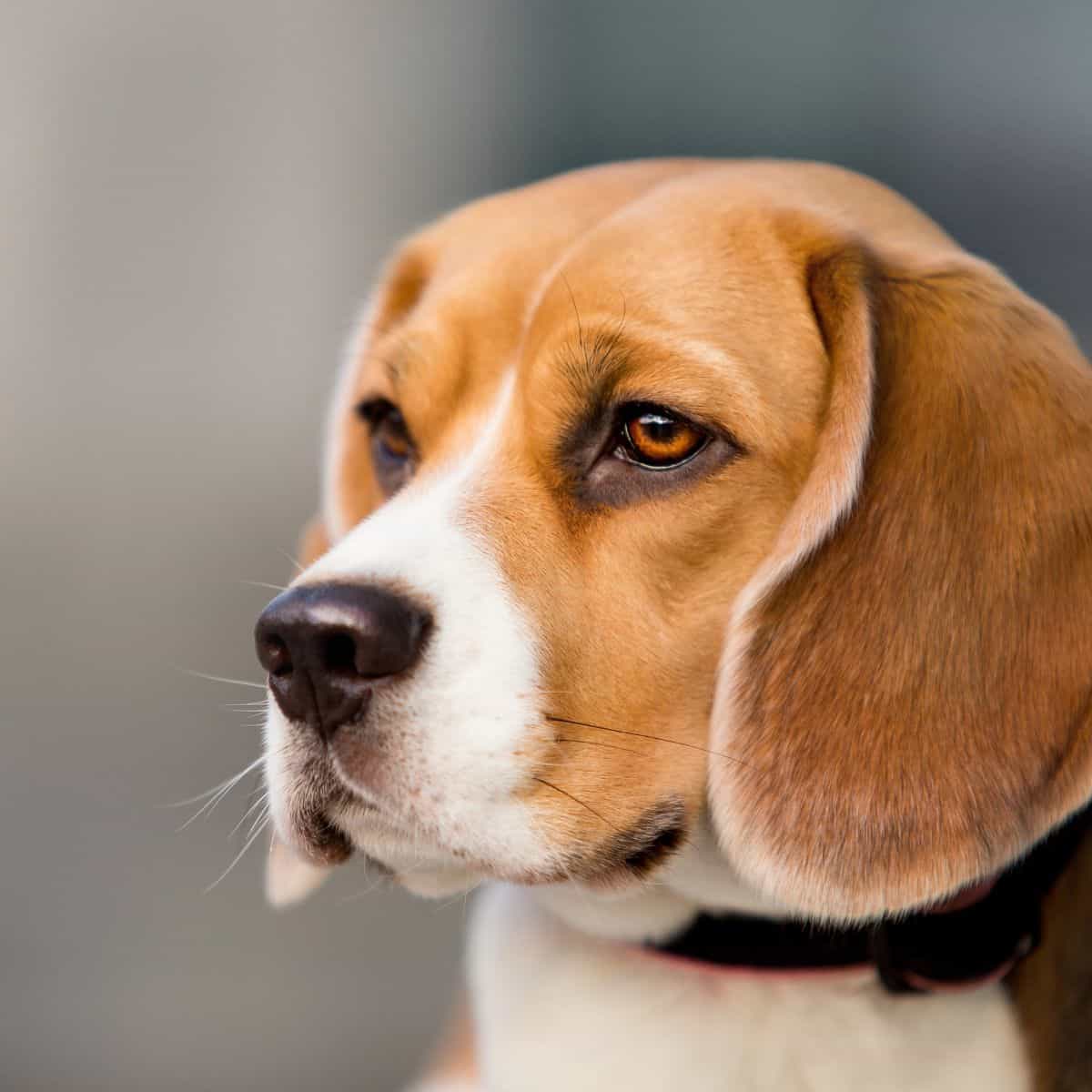 Close-up side profile of a brown and white dog with floppy ears looking ahead.
