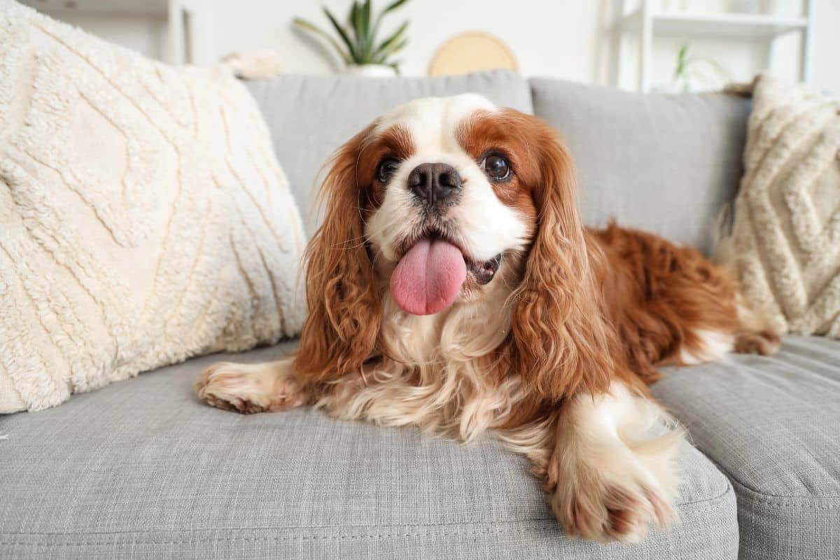 A Cavalier King Charles Spaniel lounges on a gray sofa with its tongue out.