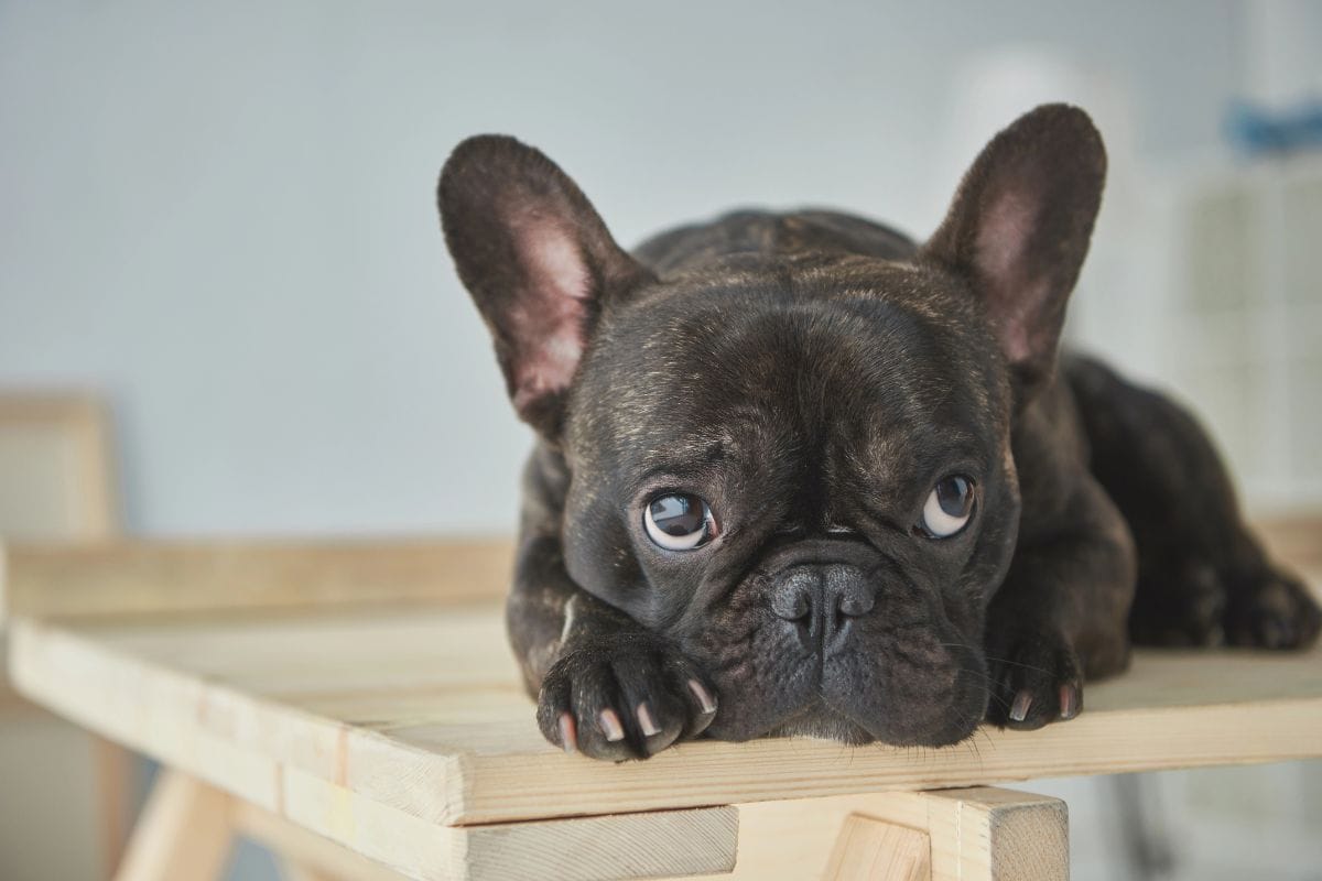 A black French bulldog puppy lies on a wooden table, gazing up with wide eyes.