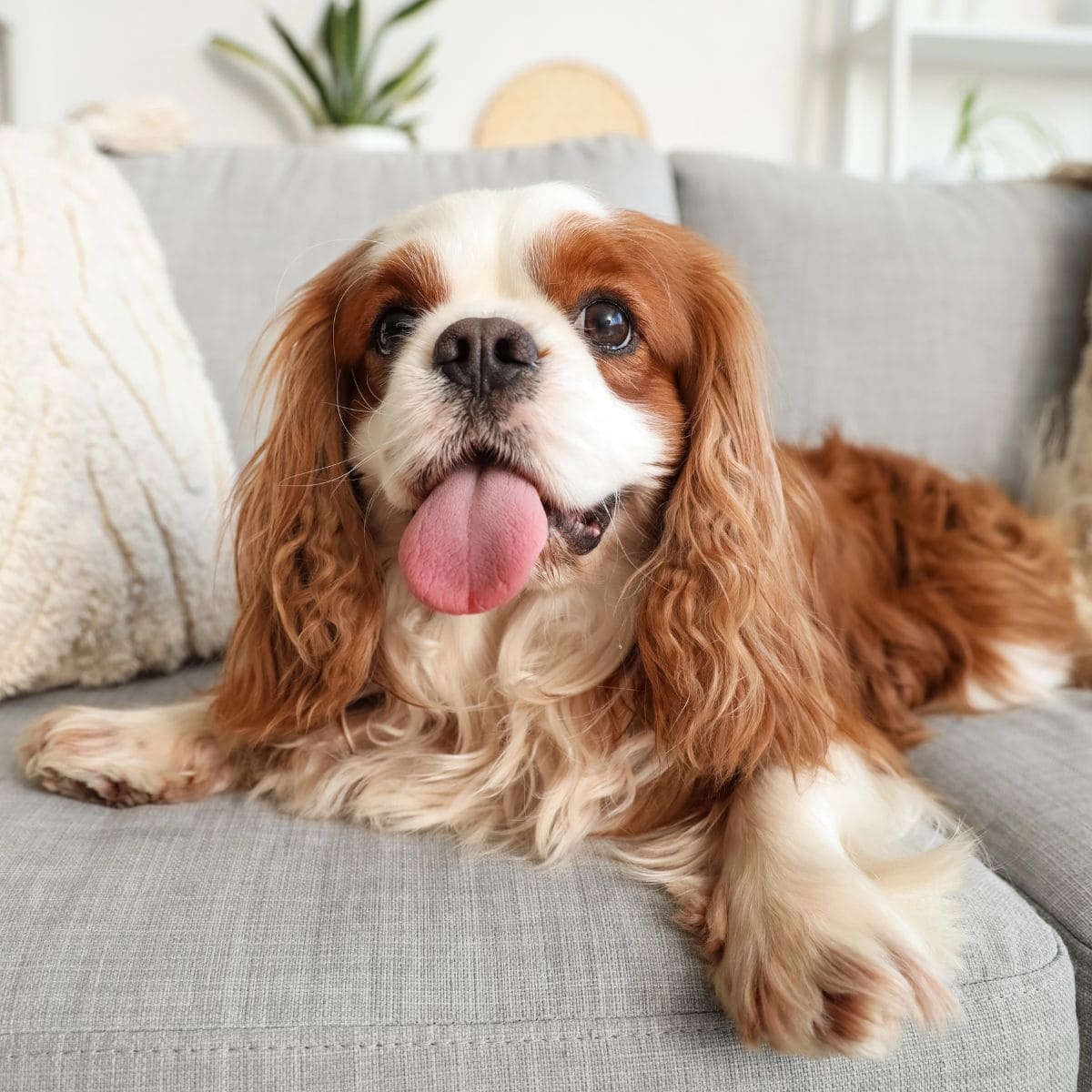 A Cavalier King Charles Spaniel relaxes on a gray couch with its tongue sticking out.