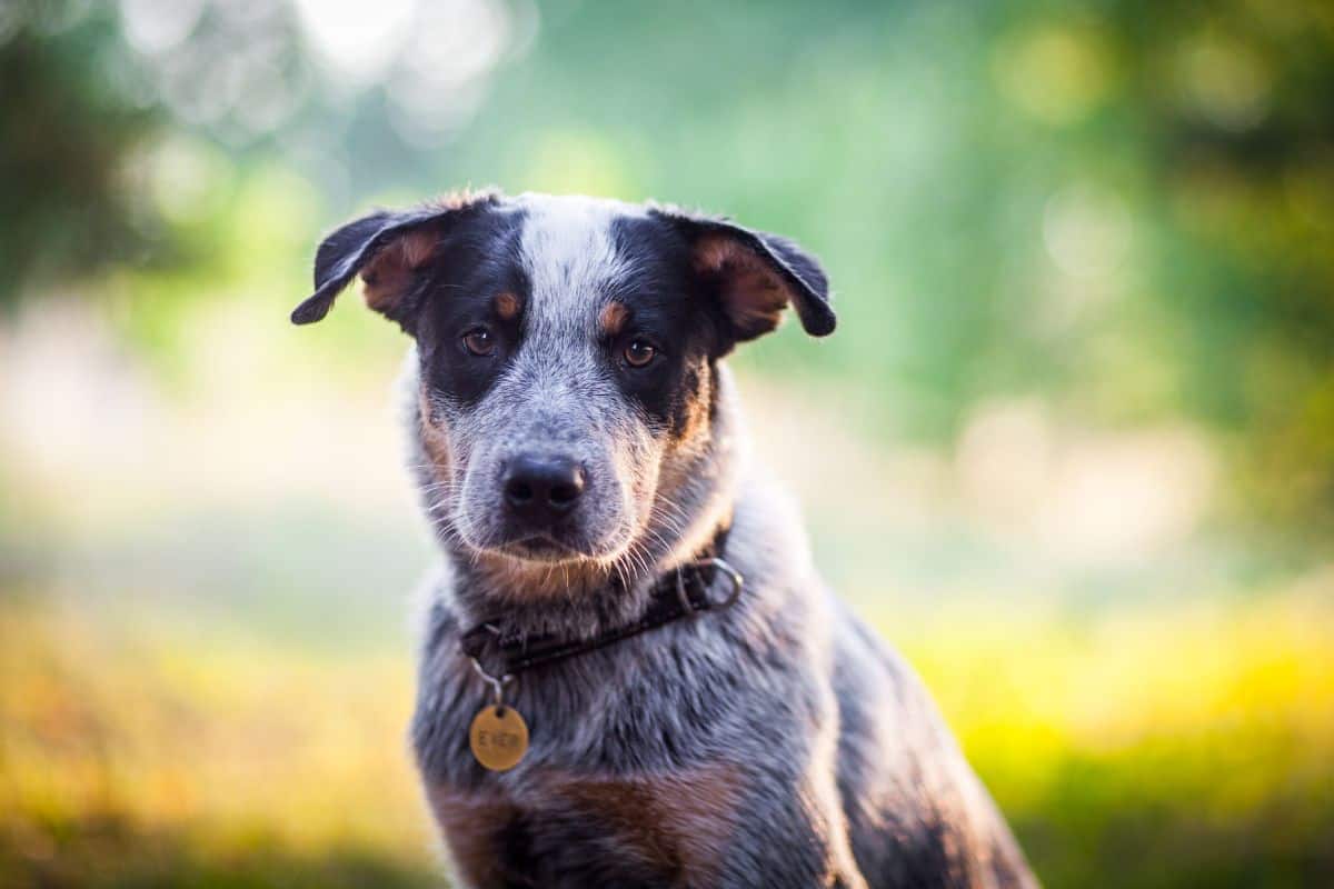 An Australian Cattle Dog sitting outdoors and looking directly at the camera.