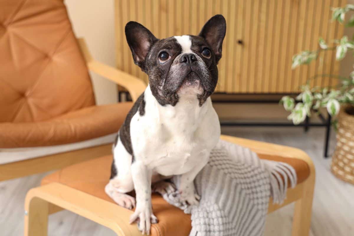 A black-and-white French bulldog sits on a chair indoors, looking up attentively.
