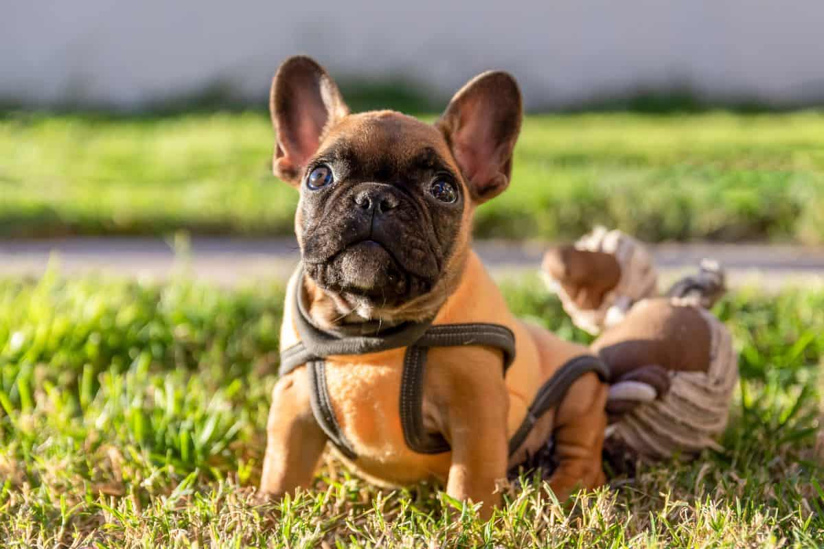 A brown French bulldog wearing a harness lies on grass, looking directly at the camera.
