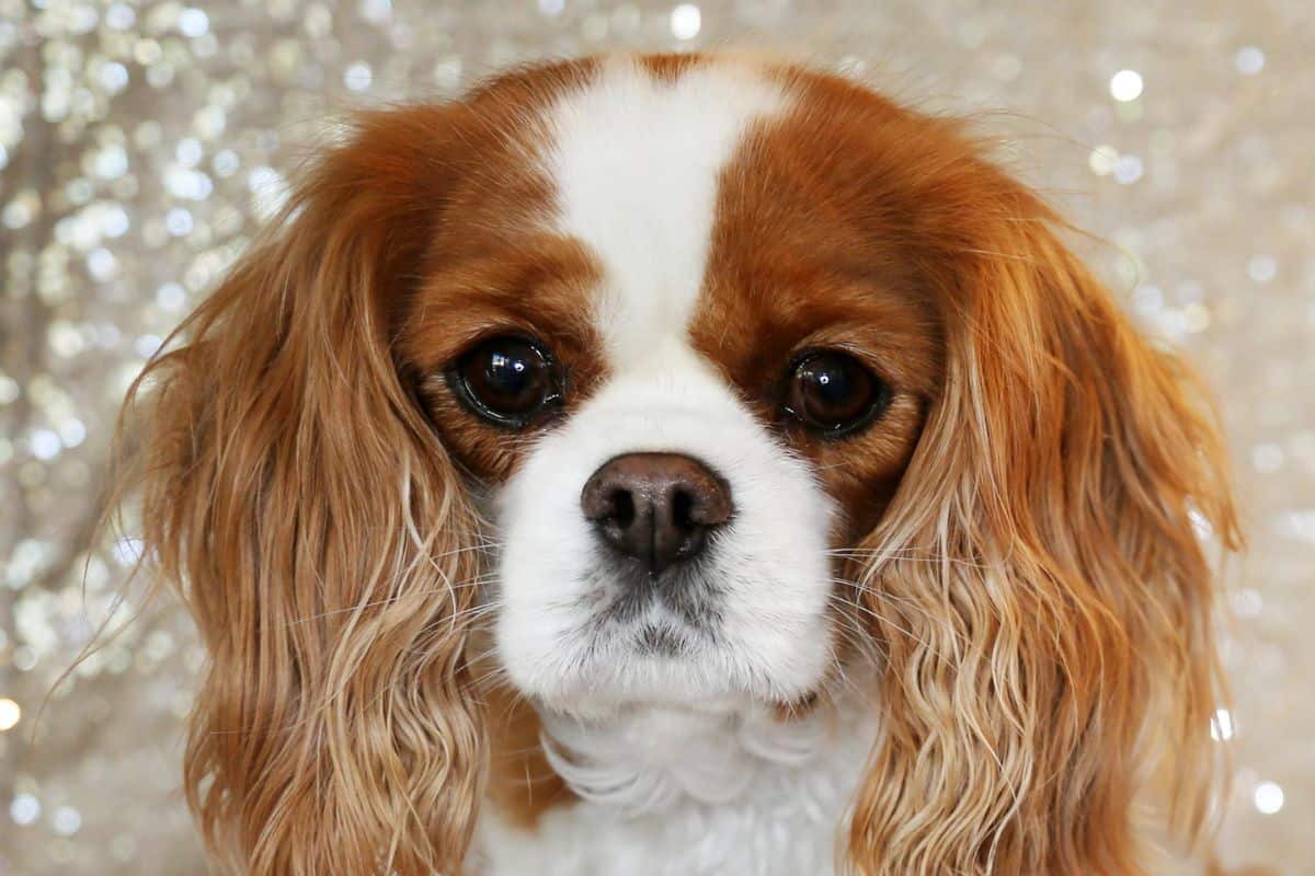 Close-up portrait of a chestnut-and-white Cavalier King Charles Spaniel with long floppy ears against a softly sparkling background.