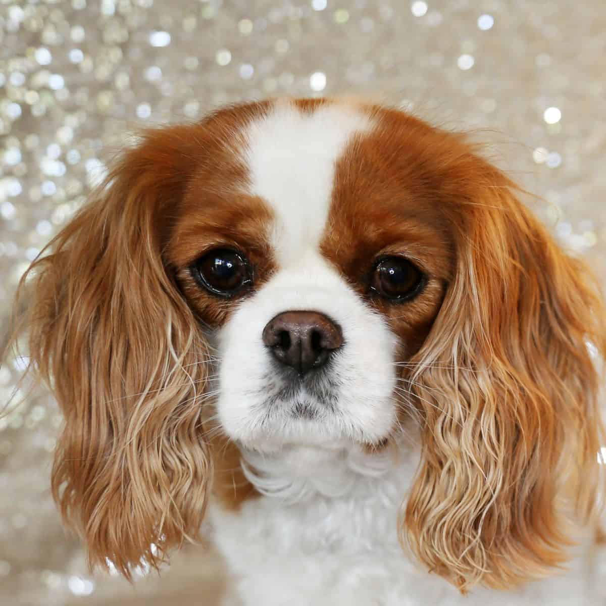 Close-up image of a chestnut-and-white Cavalier King Charles Spaniel with long, floppy ears set against a softly shimmering background.