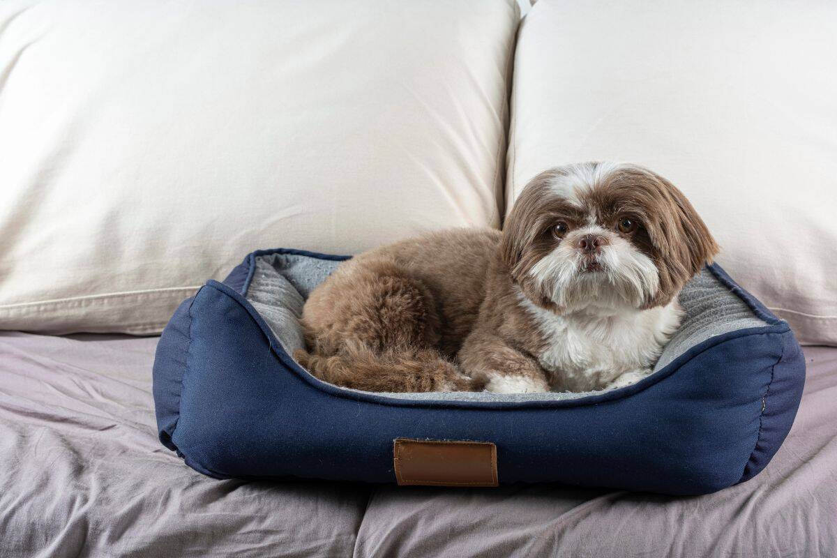 A small Shih Tzu rests in a blue dog bed placed on a bed with white pillows.