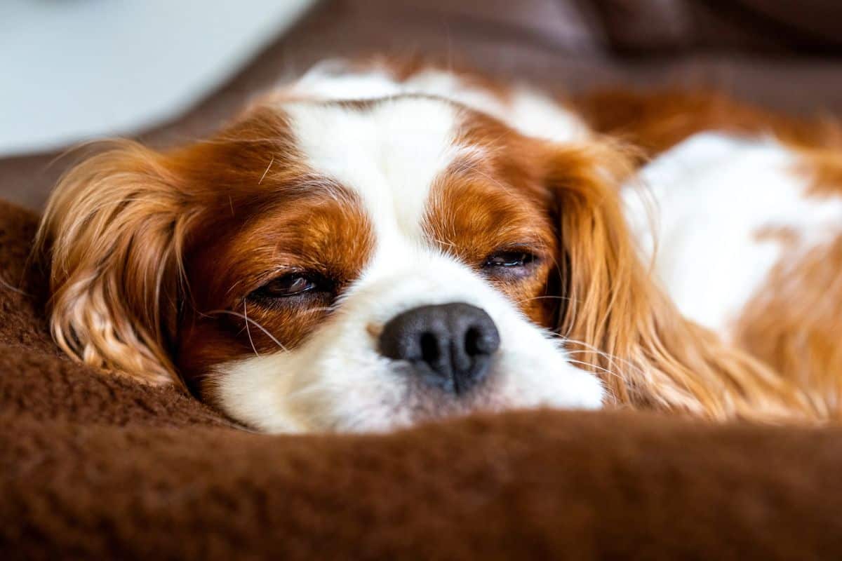 A Cavalier King Charles Spaniel lies resting with eyes half closed on a soft brown surface.