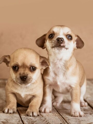 Two small tan puppies sit next to each other on a wooden floor, gazing at the camera.