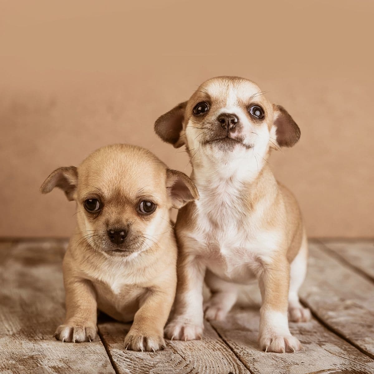 Two small tan puppies sit next to each other on a wooden floor, gazing at the camera.