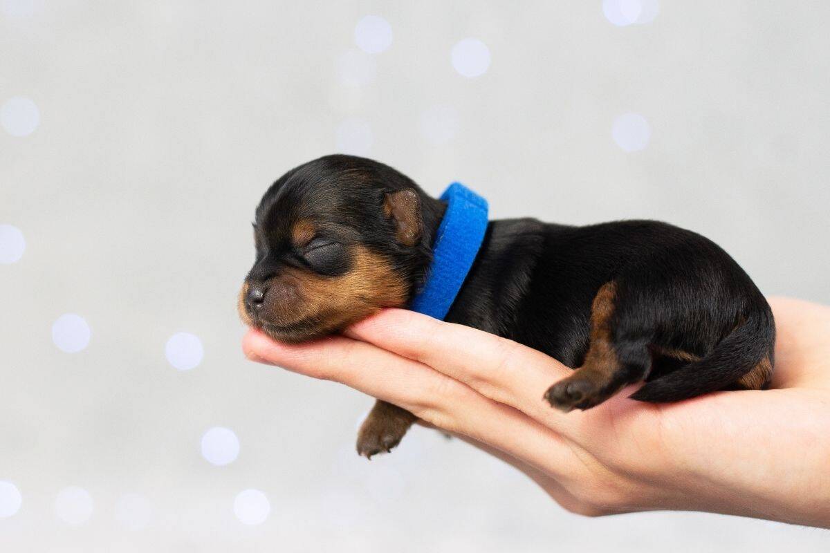 A tiny newborn puppy sleeps in a person’s hand.