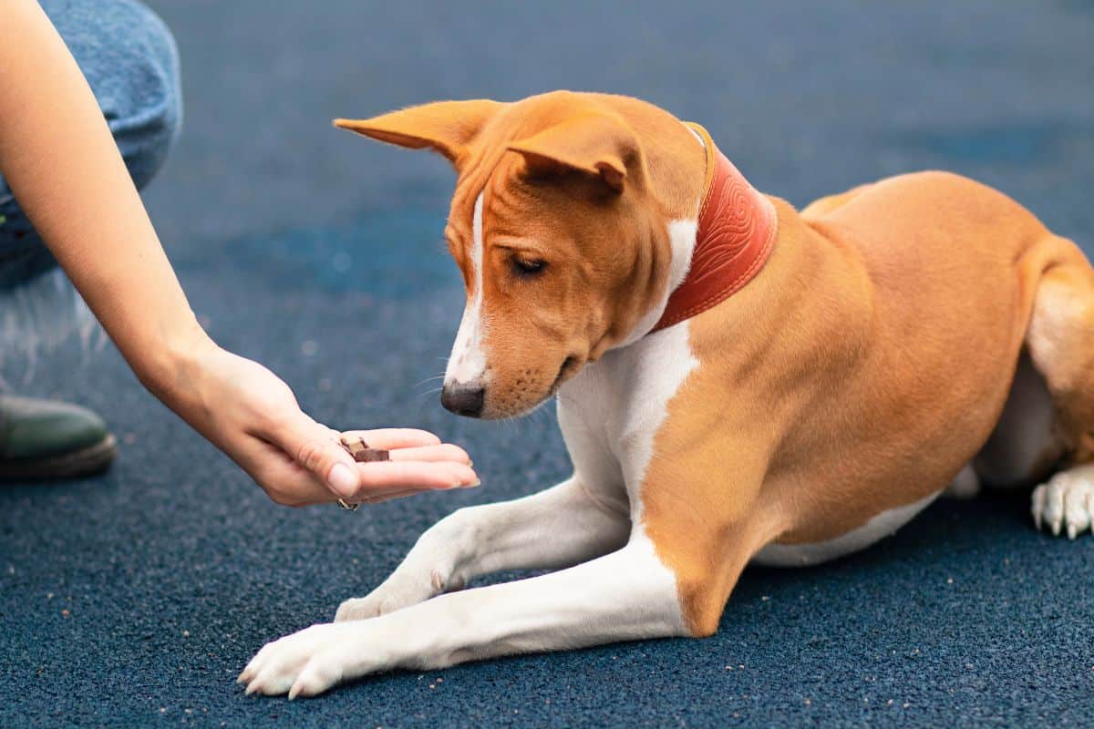 Dog lies down while carefully taking a training treat from a person’s hand.
