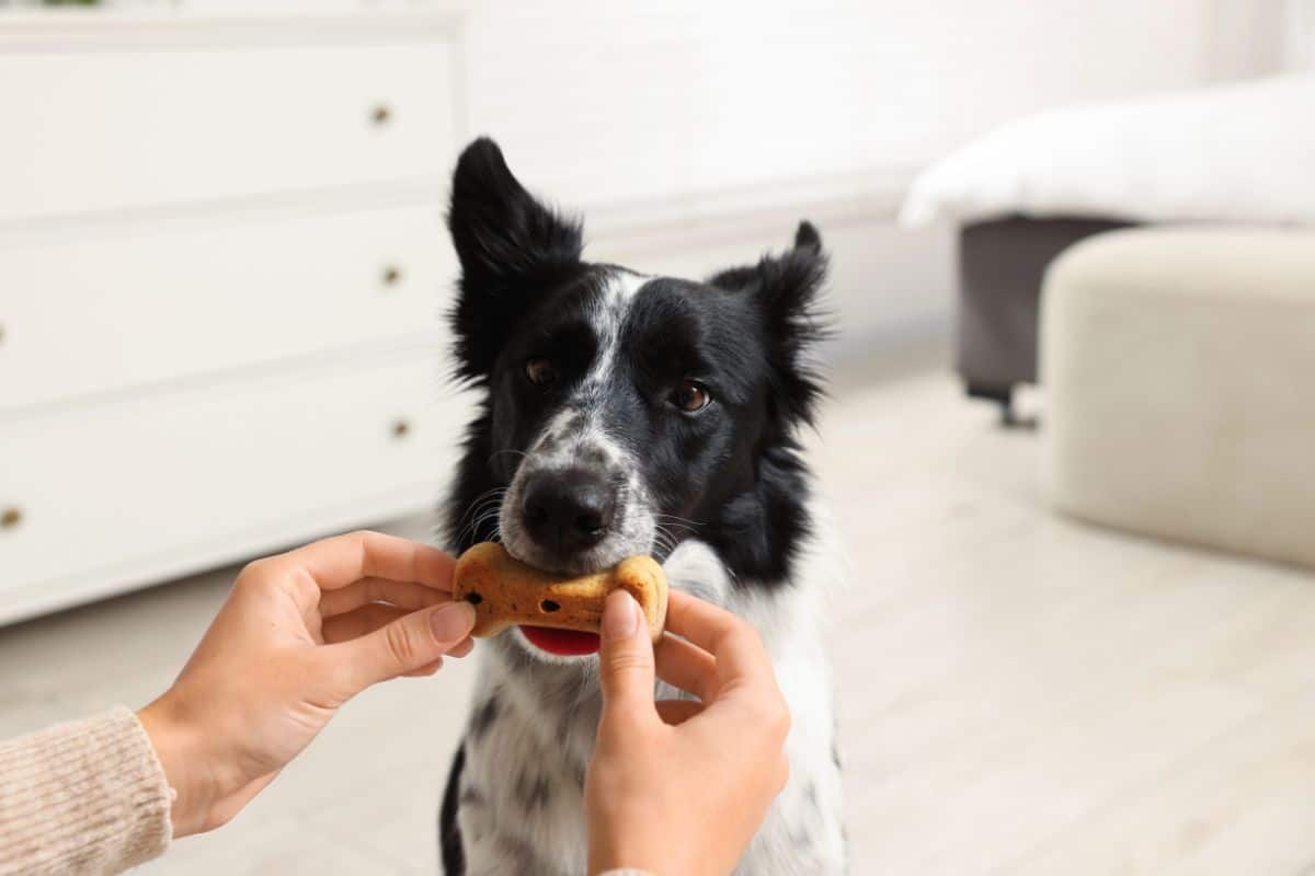 A black and white dog gently taking a bone-shaped training treat from a person’s hands indoors.